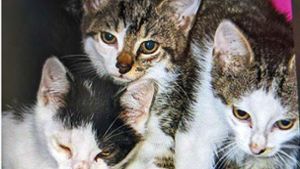 Katzen in Ilmenau: Tierheim bittet um Spenden und Hilfe für Streuner